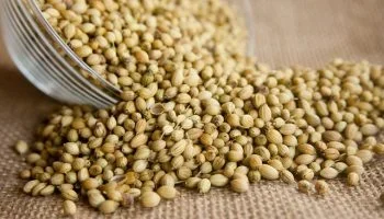 Spice Up Your Health: Discover the Amazing Benefits of Coriander Powder